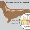 24시 청주이음동물의료센터 이미지