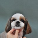 신정애견미용 이미지