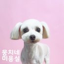뭉치네 미용실 이미지
