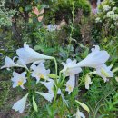 화이트 헤븐 이미지