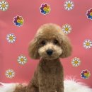 펫마켓 서구점 이미지