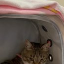 이든 동물메디컬 이미지