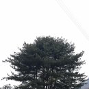 제 56차 정기 산행, 가평 대금산 (시산제, 후기) 이미지