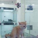 아지랑양이 이미지