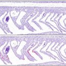 대서양 대구 Gadus morhua 아가미의 DNA바이러스 cod gill poxvirus (CGPV). 이미지