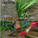 민들레밥상