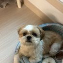 몽키매직 이미지