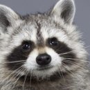 노들식당 이미지