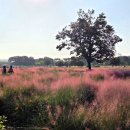 핑크뮬리 꽃단지 원 | 경주 첨성대 핑크뮬리 10월 11일 방문 상황 &amp; 동부사적지 꽃단지 그라스 산책로