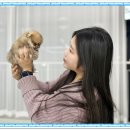 인천고양이분양 테디럽 이미지