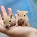 미니펫스쿨(Minipet School) 네이버블로그