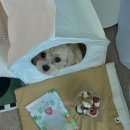 개님의상점 | 개님의 상점 ⎸ 개님의 껌 워우번볼 오래먹는 비건 양치껌 먹방 후기