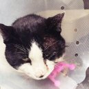 위더스동물의료센터 이미지