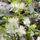 수정벌마야 이미지