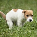 쌀강아지 이미지