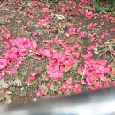 하신중앙로239번길 이미지