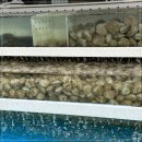 조개일번지 이미지