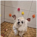 리본반려견 유치원 이미지