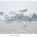 도요새