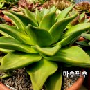 쿤타킨테 이미지