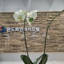 완도파인비치호텔 이미지