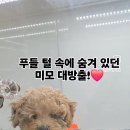 가온펫(안심분양센터) 이미지