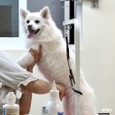 멍하우스 | 평택 지제역 동삭동 애견 미용 멍풀하우스 기본미용 후기