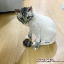 예뻐지냥 | [대구 고양이 무마취 미용] 대구 달서구 예뻐지냥 후기 만두 미용한날!