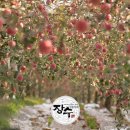 장수신농영농조합법인 | 사과 유명한 곳 - 장수 신농영농조합법인 전대호 대표