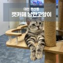낭만 캣 | [캣카페 낭만고양이] 대전 실내 데이트 추천 둔산동 고양이 카페 내돈내산 후기