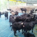 푸른흑염소농장 이미지