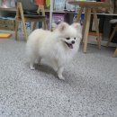 똥강아지애견샵 이미지