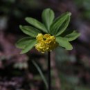 한계령의아침 이미지