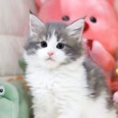메인샵