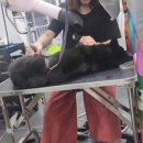 강아지 마법사 골드맘 이미지