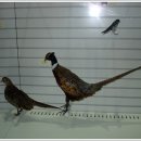 철새박물관 이미지