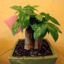 수림전국꽃배달 이미지