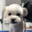 송도멍멍이발소 이미지