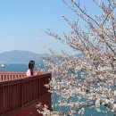 월전길 | 여수 벚꽃명소 용월사 후기 : 바다와 벚꽃이 한눈에! 여수 가볼만한 곳