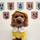 멍뭉유치원 이미지