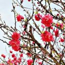 꽃피는 봄날 이미지