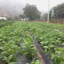 산바라기마을 이미지