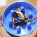 은하수 펫푸드 이미지