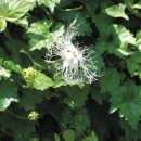 하늘타리 이미지