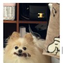 몽시시 이미지