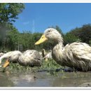 정현덕농장 이미지