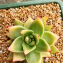 골드크레마 이미지