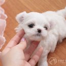 베이비몽 이미지