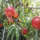 호근농장 이미지