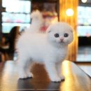 도라에몽 캐터리 이미지